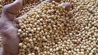 देवास मंडी सोयाबीन 22 दिसंबर 2022 भाव !!Dewas mandi soybean bhav !!सोयाबीन की तेज़ी मंदी देखे वीडियो