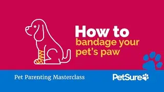 Petsure Pet Parenting Masterclass video &ndash; How to bandage your pet&rsquo;s paw