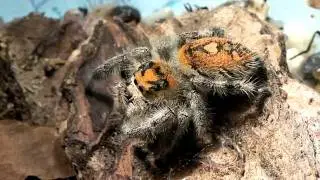 Phidippus regius C. L. KOCH, 1846 - ♀ -  jumping spider (Arachnida, Araneae, Salticidae)