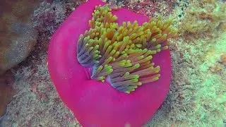 TUMBATU ISLAND SCUBA DIVING (ZANZIBAR) | 03-01-2018