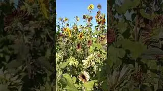 my world of sunflowers 🌻 💛 #silverlake #oregon #sunflower #garden