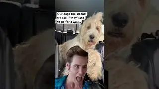 Did you say outside | dog meme | fifthwheelliving | fulltimetravelpups