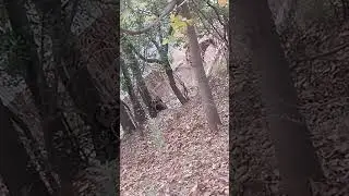 Black. And. Tan. Open Mouth  Bhakarwal dogs   Just  For. Show.  LGD's. by. (Aamin-  Bashir)subscribe