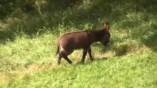 Zwei Esel: Mutter und Tochter