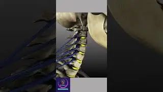 Spine Anatomy #shorts
