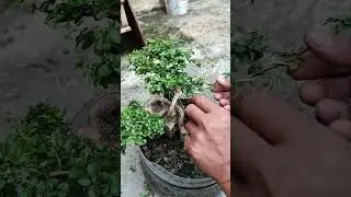 making new branches for bonsai trees or dwarf trees #fyp #viral #viralvideo #viralshorts #viralshort
