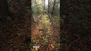 Autumn Sunlight Forest 🍂☀️ | Peaceful Nature Moment #shorts