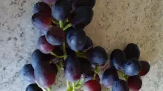 Picked my first bunch of grapes 🍇. 