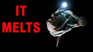 Anglerfish Have The Weirdest Reproduction On Earth... Here's Why