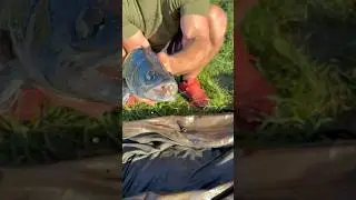 Lov cand&aacute;ta na rybku🎣#rybolov #rybařen&iacute; #candat #zanderfishing #fishing #fish #nice #fishinglife