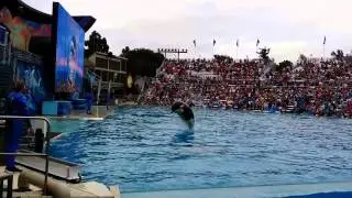 Pranavraja Watch Whale show in San Diego Sea World