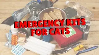 Emergency Kits for your Cats | Two Crazy Cat Ladies