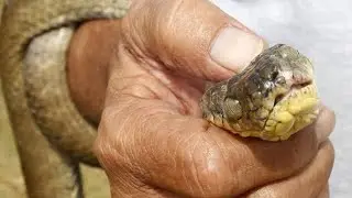 snake killing😳😳😳😱😱😱😱
