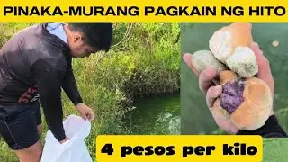 HITO FARMING: PINAKA-MURANG PAGKAIN NG HITO, 4 PESOS PER KILO LANG!! ( MINSAN LIBRE LANG )