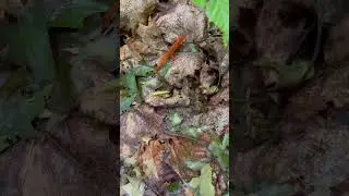 Red spotted newt on the move