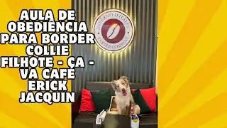 Aula de obedi&ecirc;ncia para border collie Filhote - Ca - Va caf&eacute; Erick jacquin| Glauco Lima Treinador