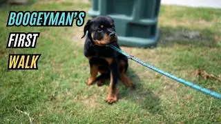 Boogeyman's First Walk (Leash Training 101)