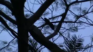 Birds Flies From One Country to Another Time to Time Miles Away