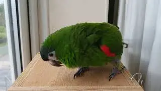 Talking hans macaw gives kisses and dances #hahnsmacaw #hansmacaw #macaw #talkingmacaw