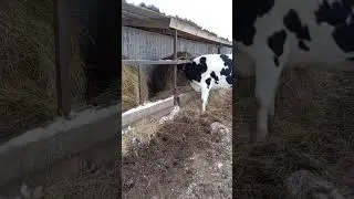 Cows have a good sense of smell. Hamsi is choosing hay. #cow #bull #cows