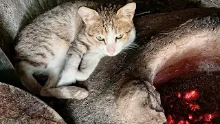 Cat Sleeping Near Fire 🔥
