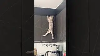zero survival instinct🙃 #foryou #funny #cat #cats #catlovers #catvideos #fyp