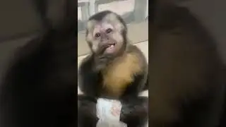 Handsome capuchin monkey posing for the camera!#monkey#babymonkey