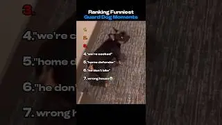 Ranking Funniest Guard Dog Moments #shorts