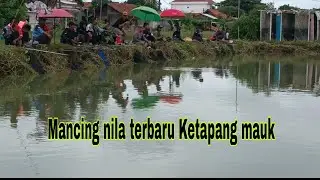 MANCING NILA EMPANG KETAPANG MAUK!!JEKPOT IKAN MAS#cacangfishing #vlog