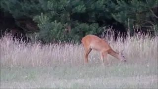Jagd auf Rehwild Anfang Juli