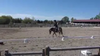 Hilda - Haflinger Pony Dressage - Training Level Test 3