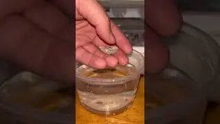 How to safely hatch Mystery Snail eggs by hand. Full video on my channel. #aquarium #snail #animals
