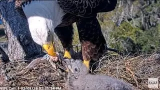 AEF~NEFL Nest Cam~Another feeding for NE31~2 8 2025
