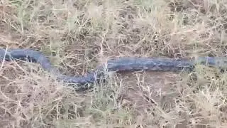 Bare handed snake catch