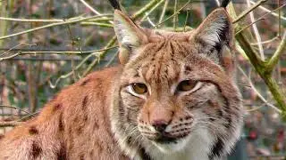 Der Luchs - gr&ouml;&szlig;te Katze Europas - the lynx, the largest cat in Europe