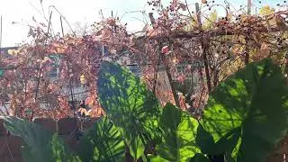 Autumn October 21 2020