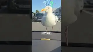 Hungry Seagull #shorts