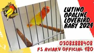 Lutino Opaline Lovebird Baby 2024 Looking new Shelter | FS Aviary Official | FS 180 Closed Ring Bird