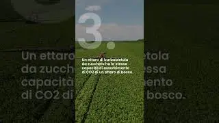 4 MOTIVI PER SOSTENERE LA PRODUZIONE DI BARBABIETOLA DA ZUCCHERO!