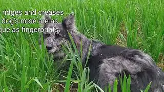 Dog Facts fun