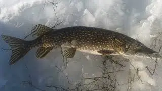 Ice fishing . at Fletchers pond Hillman, Michigan ￼￼
