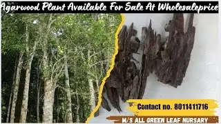 #agarwood plant contract 8011411716 /plants wholesale dealer #oud#agarwood#kerala#karnataka#purfume