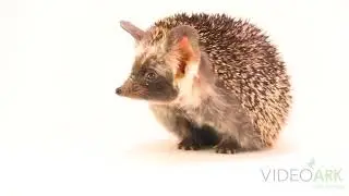 A female desert hedgehog (Paraechinus aethiopicus) at Arabia&rsquo;s Wildlife Centre in Sharjah, UAE.