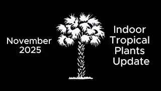 November 2025 - Indoor Tropical Plants Update