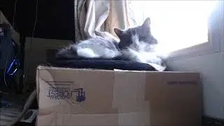 Floofy Cat Sleeping in the Sun - 3.5 Hours