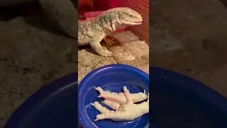 Feeding a dragon chicken feet! #subscribe #viral