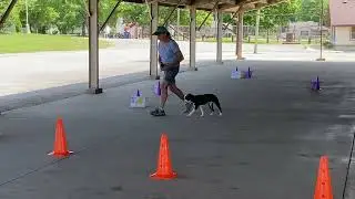 Luigi AKC Intermediate Rally Course #4
