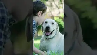 Which Omega 3 is Best for Dogs? Fish Oil or Krill Oil