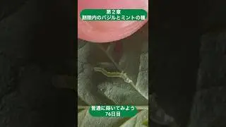 [第2章][76日目] これがヨトウムシの赤ちゃん！やっぱりミントの葉っぱの裏に！🤣 自家製唐辛子スプレーの登場✨ #家庭菜園 #野菜 #農業 #ガーデニング #料理