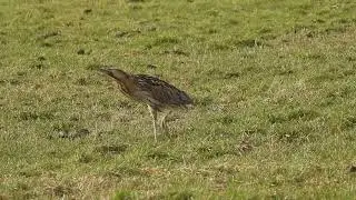 Een manke Roerdomp op klaarlichte dag in de Eempolders